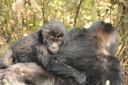 New Study Offers Hope for Critically Endangered Gorillas in Eastern Democratic Republic of Congo 